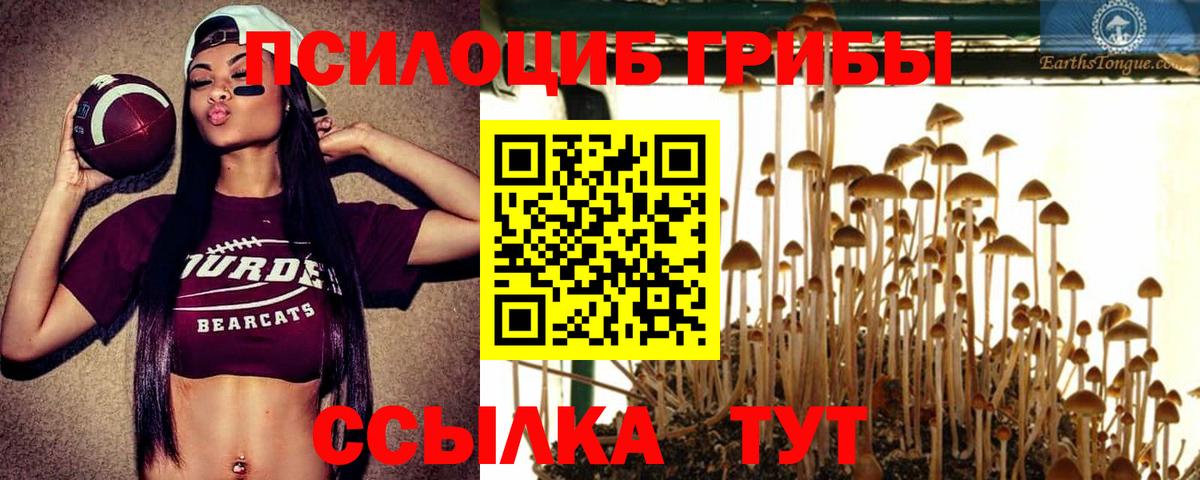 Псилоцибиновые грибы Cubensis Тара